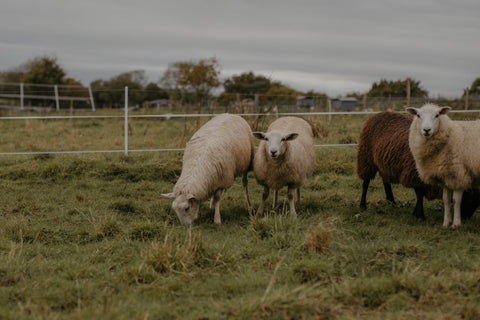 New Life, Big Plans & A Few Setbacks