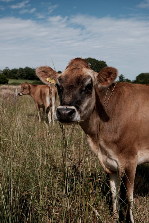 The Best Milk You'll Ever Taste