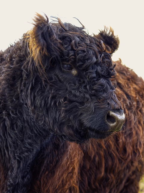 Join Our Galloway Beef Share