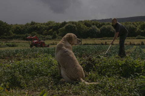 Our Jersey Herd, Steadying Supplies, and a Village Taking Shape