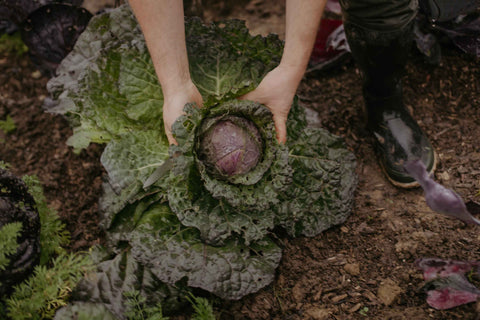 Seasonal Vegetable Box Large