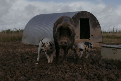 Farming Friday (adult ticket)